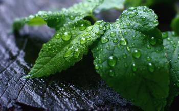 Fresh Mint Leaves - [1920 x 1200]
