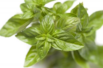 Fresh basil leaves - Free Stock Image