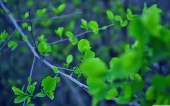 Fresh Leaves All Over ❤ 4K HD Desktop Wallpaper for 4K Ultra HD TV ...