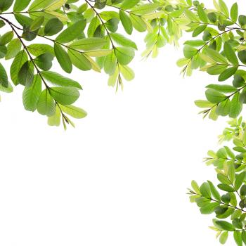 green fresh leaves frame – Kingsway Christian Fellowship