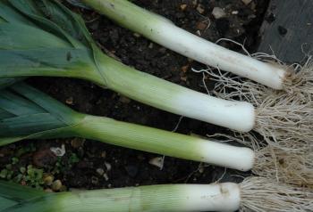 Garden Posts | Leek and Potato Soup Recipe