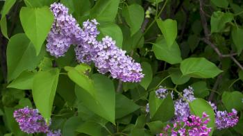 Beautiful fresh purple violet lilac flowers. Close up of purple ...