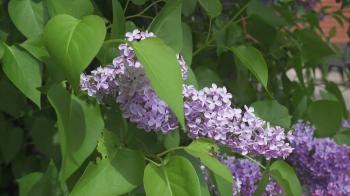 Beautiful fresh purple violet lilac flowers. Close up of purple ...