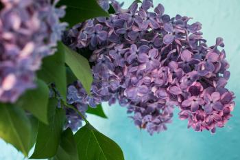 Fresh Lilac Flowers