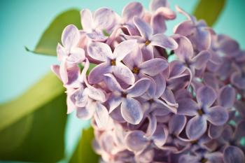 Fresh Lilac Flowers