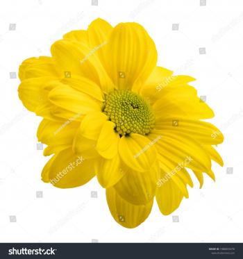 Fresh Daisy Camomile Marguerite Isolated On Stock Photo (Royalty ...