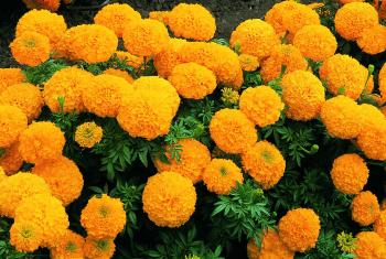 MARIGOLD ORANGE-LF-276 | William Morris dreams of India | Pinterest ...