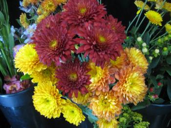 The Secret Garden Decatur: Care for your fresh cut Mums