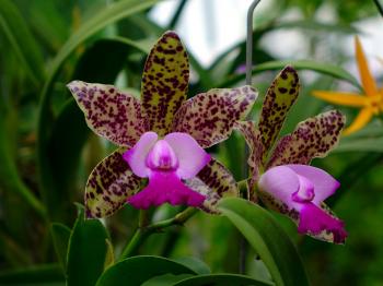 Fresh Orchids