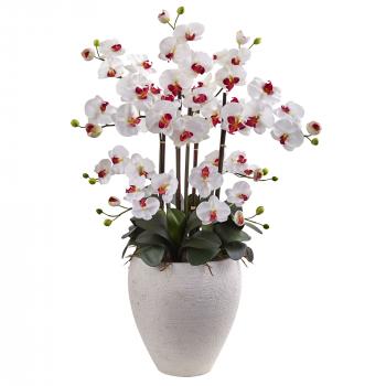 Orchids Species Cymbidium