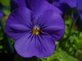 Flowers: Pansy Sun Fresh Sunshine Light Intense Wonderful Magic ...