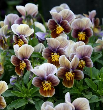 10 Pretty Pansies - Sunset Magazine