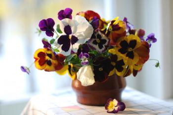Flowers: Fresh Pansies Nice Nature Bouquet Flowers Flower Wallpaper ...