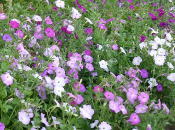 Petunia, Balcony, 0.05 g : Southern Exposure Seed Exchange, Saving ...