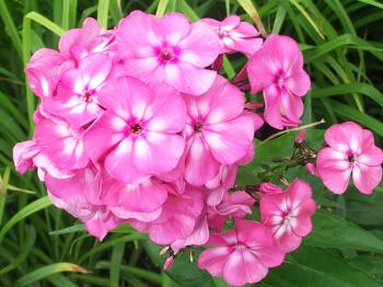 Fresh flowers on the meadow phlox wallpapers and images - wallpapers ...