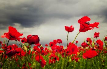 Field Red Sky Pretty Nature Summer Poppies Poppy Clouds Freshness ...