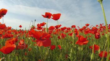Upward shot from red poppy flowers blooming in green grass over ...