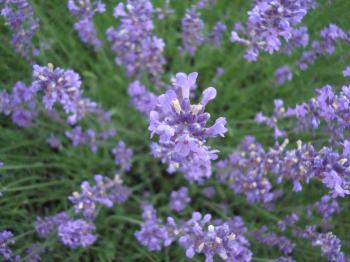 Fresh purple lavender