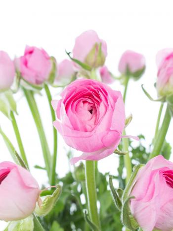 Ranunkeln „Pink“ rosa