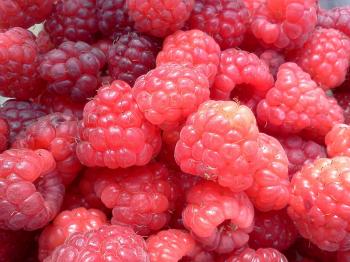 Fresh Raspberries