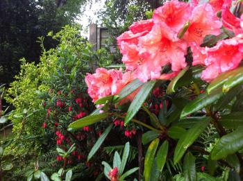 Crinodendron hookerianum and rhododendron | Our garden Tanglewood ...