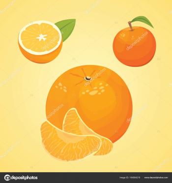 Vector collection of fresh ripe oranges and tangerines with leaves ...