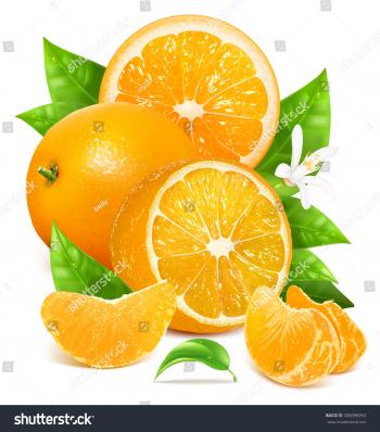 Fresh Ripe Oranges Leaves Blossom Vector Stock Vector HD (Royalty ...