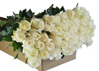 Amazon.com : Farm2Door Farm-Fresh Roses: 25/50/100 Fresh Red Roses ...