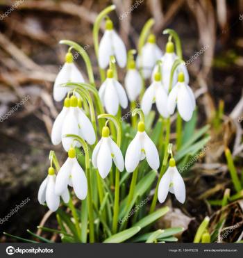 Fresh first snowdrops blooming — Stock Photo © Taigi #188476235