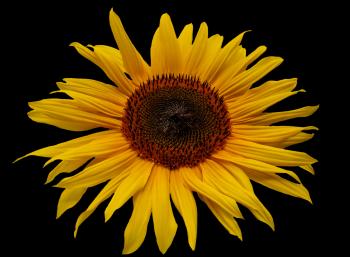 Fresh Sunflower