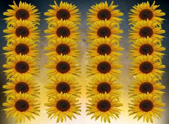 Fresh Sunflowers