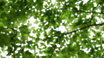 green fresh tree leaves Stock Video Footage - VideoBlocks