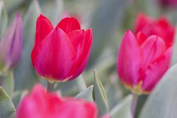 Fresh Tulips