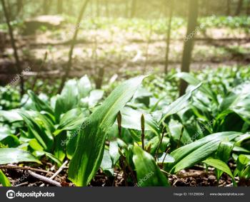 Spring Medical Healthy Nutritional Plant Fresh Natural Wild Grown ...