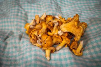 Freshly picked chanterelle mushrooms