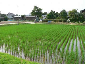 Freshly planted field of rice in Hikawa, Japan