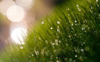 Freshness / 1920 x 1200 / Macro / Photography | MIRIADNA.COM