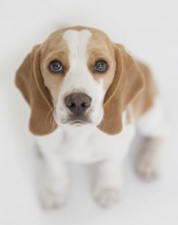 Cat-Friendly Dog Breeds | Animal Friends
