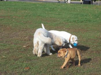 Friendly dogs meet with their pals in the dog park area of David Crombie Park, 2014 10 25