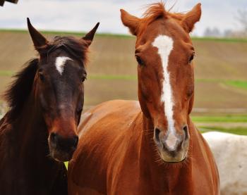 Free Images : nature, pasture, stallion, mane, fauna, bridle ...
