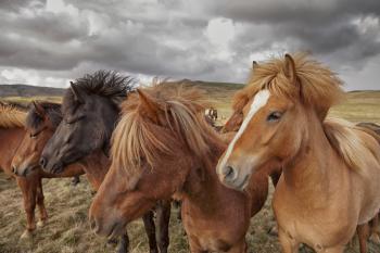 Volcanic Landscape Horse Riding Tour | Guide to Iceland