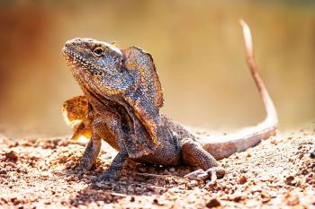 Frilled Neck Lizard Habitat, Diet & Reproduction - NSW