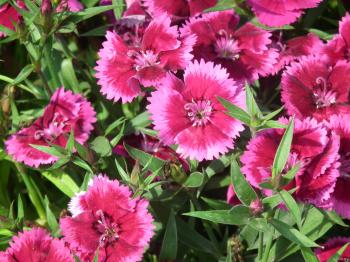 Dianthus Neon Star Pinks are Frilly Flowers « Wallpaper Tadka