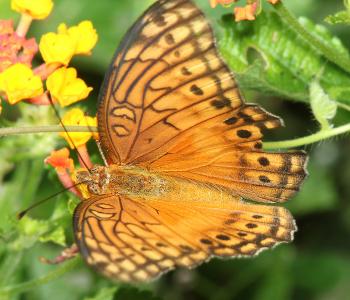 FRITILLARY, MEXICAN (Euptoieta hegesia) (8-8-12) 78 circulo montana, patagonia lake ranch estates, scc, az -01