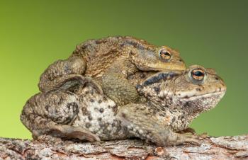 frog reproduction from mating to metamorphosis