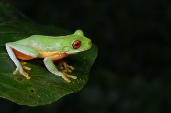 Disappearing Frogs Project | Amphibians.org
