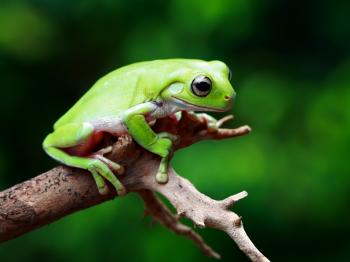A traveling frog exposes concerns within Apple's Chinese App Store ...