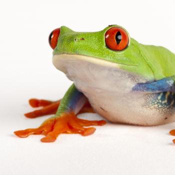 Red-Eyed Tree Frog | National Geographic