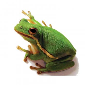 Pacman Frog | Petco