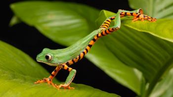 Free Frog Background « Long Wallpapers